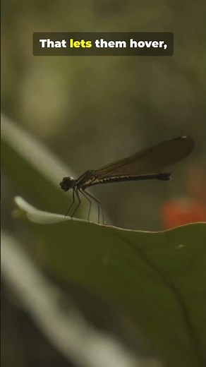 The amazing flying ability of tiny dragonflies