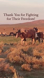 Thank you so much to everyone who commented against the BLM’s plan to roundup and remove the McCullough Peaks wild horses. With 6016 comments, you truly were their voice. I know you can feel discouraged because nothing seems to derail the BLM’s horrific plans, but you did everything you could to help these horses and you should be proud. What an amazing group of people you are. Thank you! ❤️❤️❤️ | Wild at Heart Images-Wildlife and Nature Photography