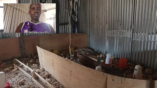 Brooding Day 6: 500-Day-Old Chicks from Anita Poultry Farm