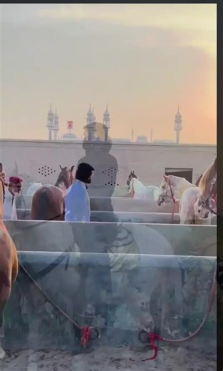 Sultan Muhammad Ali Shaib - Viral Content