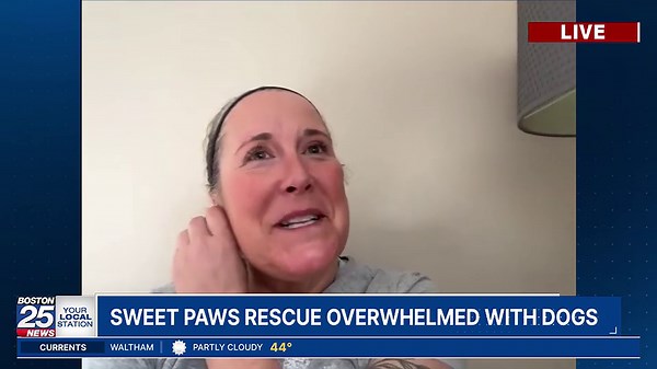 Sweet Paws Rescue founder discusses challenges amid overflowing of adoptable dogs