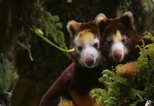 New Safe Haven for Matschie’s Tree-kangaroo – Rainforest Trust