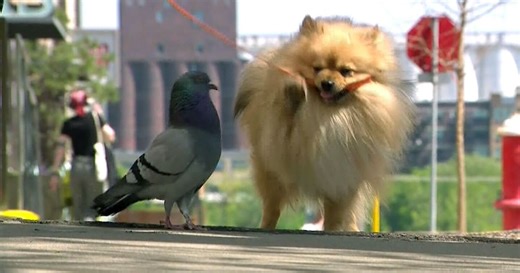 Dog and pigeon become best friends after chance encounter on a walk