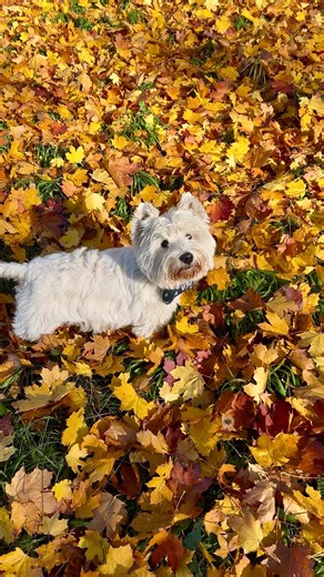 Forrest‘s Fun Adventures | Forrest & Simone on Instagram: "What has to be done has to be done 💩 🥹 When I had fever and had the feeling I was going to die but still had to walk my dog that one millisecond I regretted to have one. But that was the only moment ever. I swear 🤞 P.S.: I have a great suppawt net of friends & family but Forri refuses to go out with them when he knows I am home sick. Otherwise he loves to join other people."