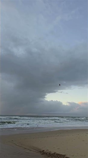 Steely Morning at Point Arkwright, Australia | Short Sunrise 230 – Soaring Bird | UHD, 4K