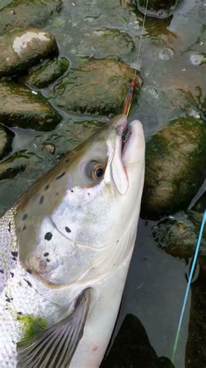 A quick fire double out of the Black Stone Pool on Upper Floors, River Tweed. #fishing #upperfloors