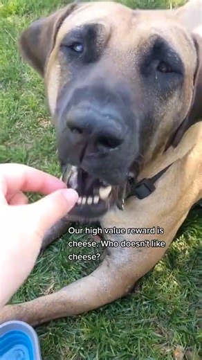 is your dog reactive? #dog #DogTraining #counterconditioning... #Shorts #mybravemona