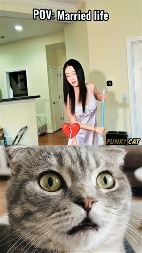 #funny #cat #shorts