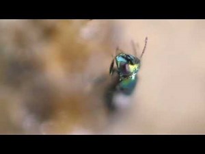 Complete: Parasitoid Emergence Time-lapse and Video