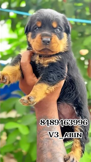 Premium Rottweiler Puppies for Sale | Healthy & Pure Breed | Book