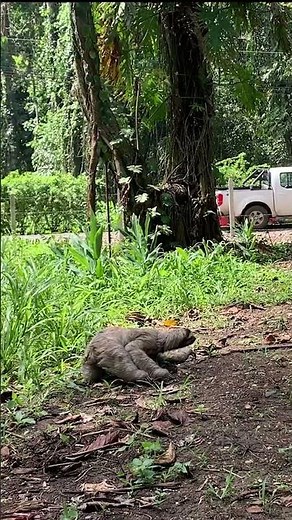 🦥The Speed of a Sloth!