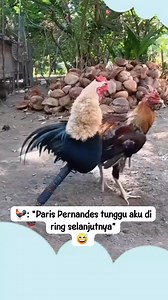 Tahukah kamu? 🧐 Ayam jago memang terkenal punya sifat territorial alias suka menjaga wilayahnya. Itu sebabnya mereka sering terlihat siap bertarung demi menunjukkan siapa yang paling kuat 💪🐔 Nah, ayam jago satu ini lagi “latihan” dulu lawan ayam palsu di spring. Walau lawannya KW, semangat juangnya tetap 100% 😂🔥 #ayamjago #faktaunik #videolucu #fypindo #ayamgladiator #monetisasi | Besno Simanjuntak