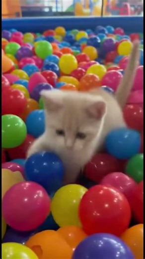 cute kitty in ball pit!! #cat #roblox #minecraft