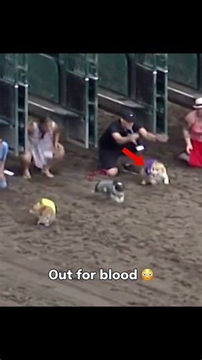 The look back too 😭 (via Canterbury Park Shakopee, MN) #corgi #race #funny #dogs #theocho