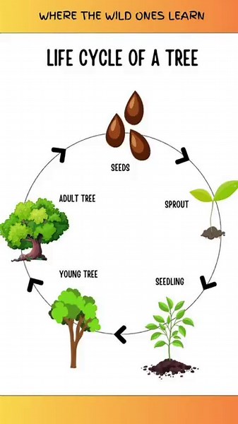 Life Cycle of tree