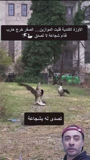 الأوزة الكندية قلبت الموازين… الصقر خرج هارب قدّام شجاعة لا تُصدق 🦢🦅 #shortvideo