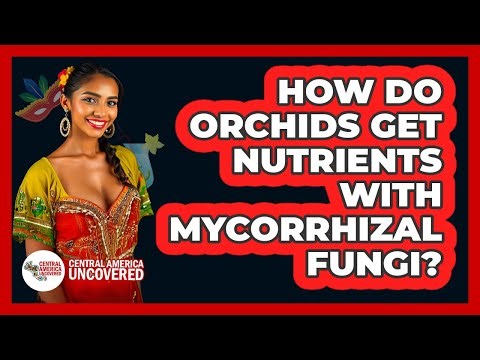 How Do Orchids Get Nutrients With Mycorrhizal Fungi?