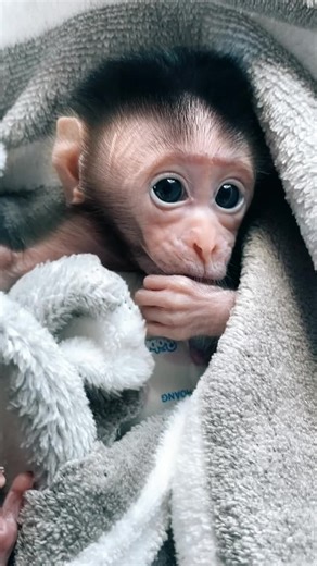 Beautiful cute little smart baby monkey video #smartmonkey🙊🙊 #monkey #viral #videoviral #foryoupage❤️❤️
