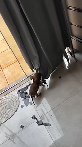 We think it's giving Dachshund chic 😉 🎥: @sagesalsicha We are gearing up for month end and bills need to be paid! We would appreciate any donation, no matter how small to help us! For any and all donations: Please help us help them in one of the following ways: 💛 The Dachshund Haven PayFast: https://www.payfast.co.za/donate/go/thedachshundhaven 💛 The Dachshund Haven Banking Details: Nedbank Current Account Account #: 1127096737 Universal Branch Code: 198 765 #thedachshundhaven #rescuedog #da