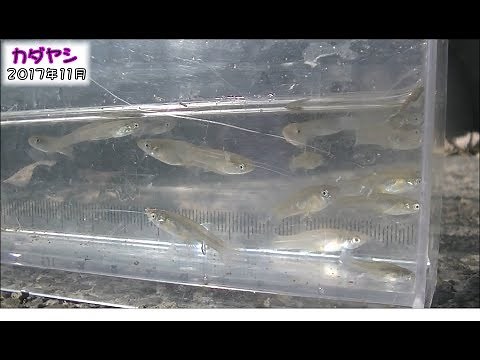 Comparison of Mosquitofish and Medaka