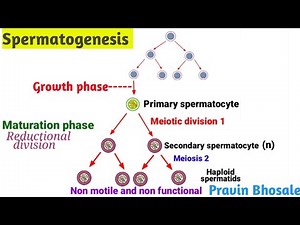 What is the spermatogenesis process? Pravin Bhosale