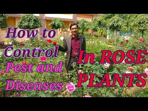 How to Control Diseases and Pest Problems in Rose Plant.