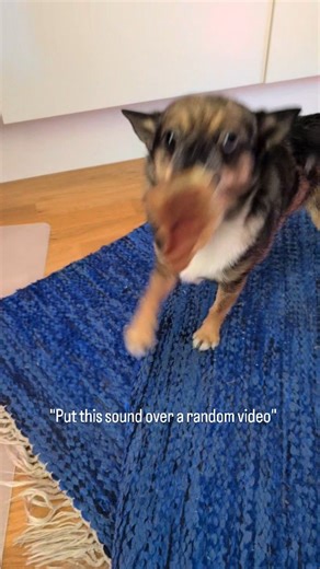 3.3K views · 253 reactions | I love this dog too much  #chihuahuacore #truckercassie | Trucker Cassie | Facebook