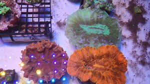 Last stock Coral #reef2reef #reeflife #reefaddict | REEF TANK Paradise
