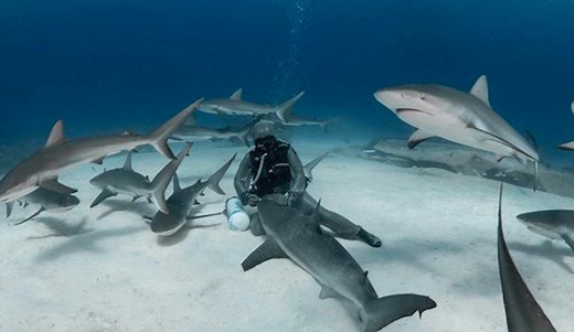 Meet Cristina Zenato Who Lives to Remove Wayward Hooks From the Mouths of Sharks | The Inertia