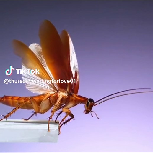 Encounter with Flying Cockroach: A Hilarious Reaction Compilation