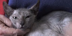 A rare 'werewolf' kitten was just found in South Africa — here's what it actually is