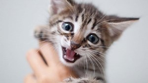 Why Do Cats Purr When You Stroke Them?