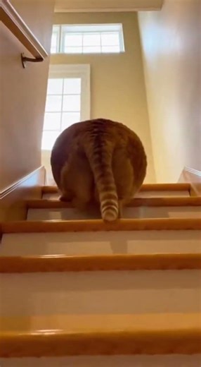 Chonky Cat's Bouncing Stair Descent #CatComedy