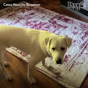 317K views · 28K reactions | This dog's got the roll down! | People | Facebook