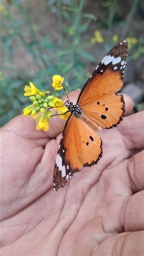 सर्दी में थमी तितली... मैंने बस फूल से मिला दी 🌸🦋 #shorts
