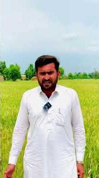 Wheat Armyworm Attack | Complete Guide, Damage & Easy Control Method