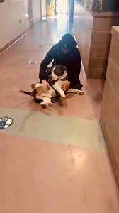 THE ONTARIO DOG CRISIS WE CAN NO LONGER IGNORE: This is Meatball leaving the shelter this week. He is lucky. But in Ontario right now, luck is all too often the only thing separating life from death. Every single week, dogs are surrendered across our province. Whether they make it out alive is, in most cases, completely out of their control. If they come in with an underlying medical issue? Their fate is often sealed before they ever get a chance. Meatball is the perfect example. He would have b