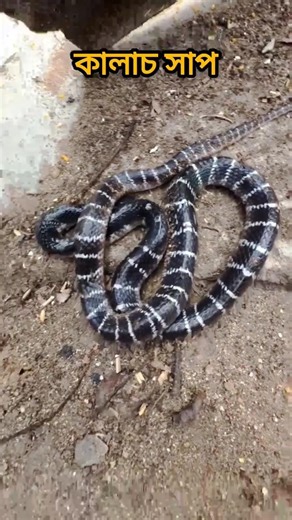 Neurotoxic Venom Explained 🧠 | How does Kalach snake venom work?
