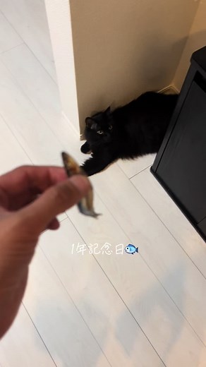 釣って来てから1年になります🐟 相変わらず元気ですしウチの猫とも仲良し？なのです(笑) 可愛いオオモンハタ君です！ #オオモンハタ #オオモンハタ飼育 #ハタ飼育 #海水魚 #海水魚水槽 #ベタ慣れ #ベタ慣れハタ #はまち #はまち君 #黒猫 #猫 #釣り #海釣り #ハタ科 #キビナゴ #羽太 #grouper #grouperfishing #grouperfish