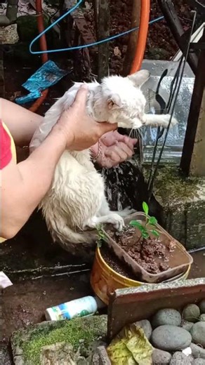 BULU MANDI... abis main diliar