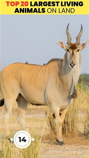 Top 20–11 Largest Land Animals in the World 2025 | Giants of the Earth (Part 1)