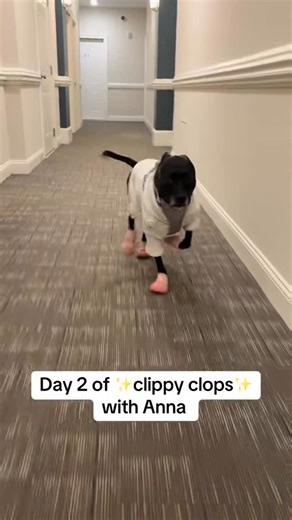 Anna & Ava🤍 on Instagram: "Day 2 of Anna’s clippy clops 🤌🏼🙏🏻 plus the classic turtleneck sweater 😭🤍 #dog #pibble #rescuedog #dogsofinstagram"