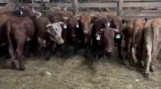 20 Beefmaster heifers in Wharton, TX These ladies are 5-8 months bred to Red Angus Bulls. I love this mating! The Steer calves will "press down the scales" and the heifer calves are the "Keeping Kind"!! Clay Nohavitza 9795416703 | CowboySales.com