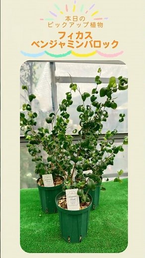 ベンジャミンバロックの紹介 #観葉植物 #ガーデニング #花屋 #花