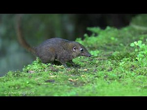 Plain or Mountain Treeshrew at Bird Hide