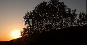 deciduous tree in clear spring weather at sunset, beautiful sunset and deciduous tree in spring