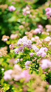 Meet the Little Princess Spirea! 🌸🐝🌿 This lovely shrub has soft pink flowers in the summer and is a favourite among pollinators! The dense mound of foliage turns from emerald green to dark reddish-bronze in the fall. 🌎 Zone 3 📏 2’ tall, 3’ wide ☀️ Full Sun 🌸 Flowers in the summer 🦋 Attracts bees and butterflies — Pop by the store to shop or shop online 24/7! Support local. Shop local. Family owned and operated since 1953. #dutchgrowerssaskatoon #dutchsaskatoon #localbusiness #localyxe #yx