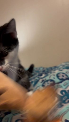 Sarah Red Curtis on Reels