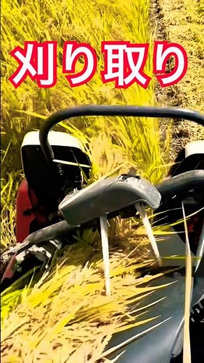 Kubota ER215クボタの2条15馬力コンバインで刈り取りSTAR #kubota #harvester #harvestermachine #harvesters #combine