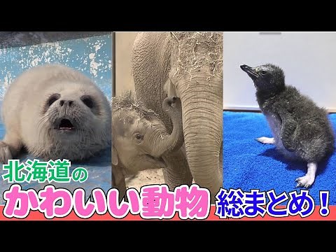 ＜癒しの45分間＞【激カワ動物総集編2024】北海道の魅力満載！ 雪から飛び出す謎生物からラッコの赤ちゃんも